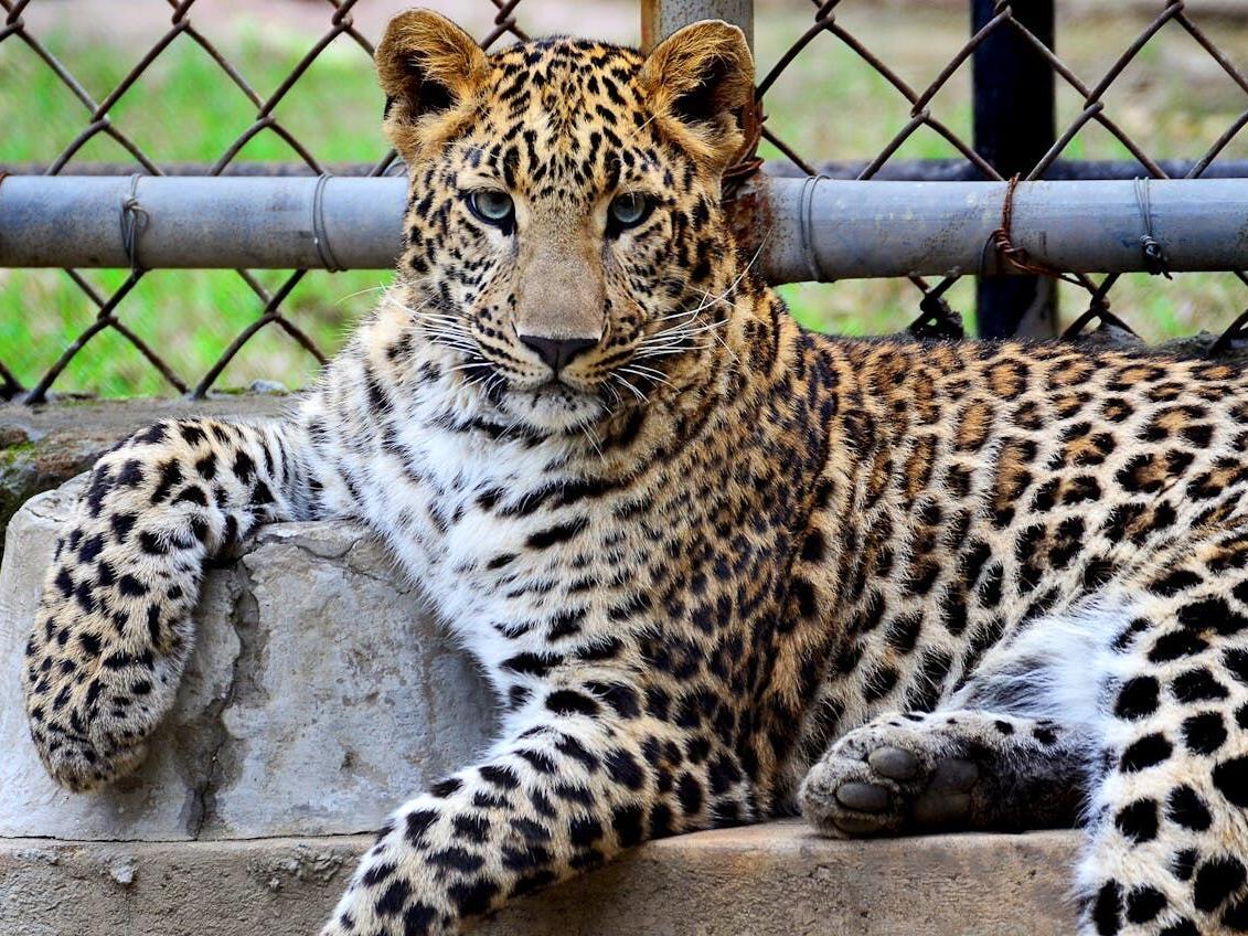 Scientists figure out how the leopard really got its spots